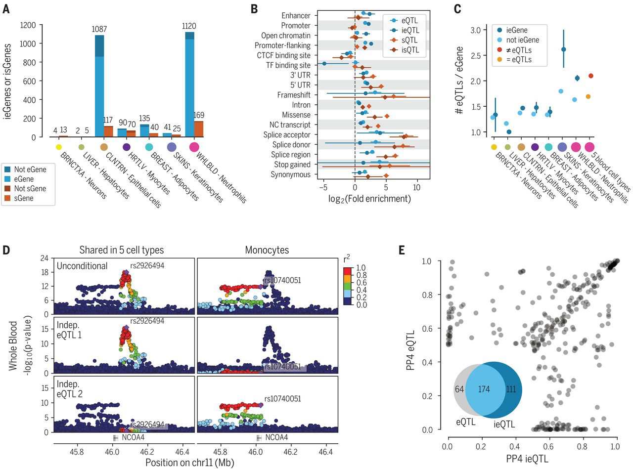 Cell type interaction cis-eQTLs and cis-sQTLs