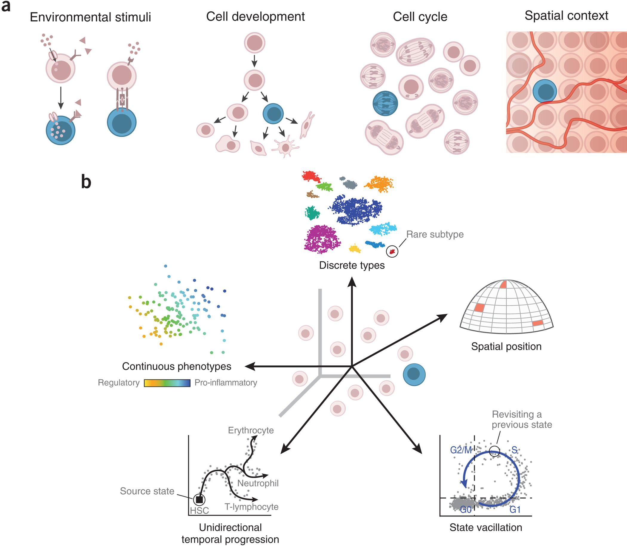 Diverse factors combine to create a cell&rsquo;s unique identity.