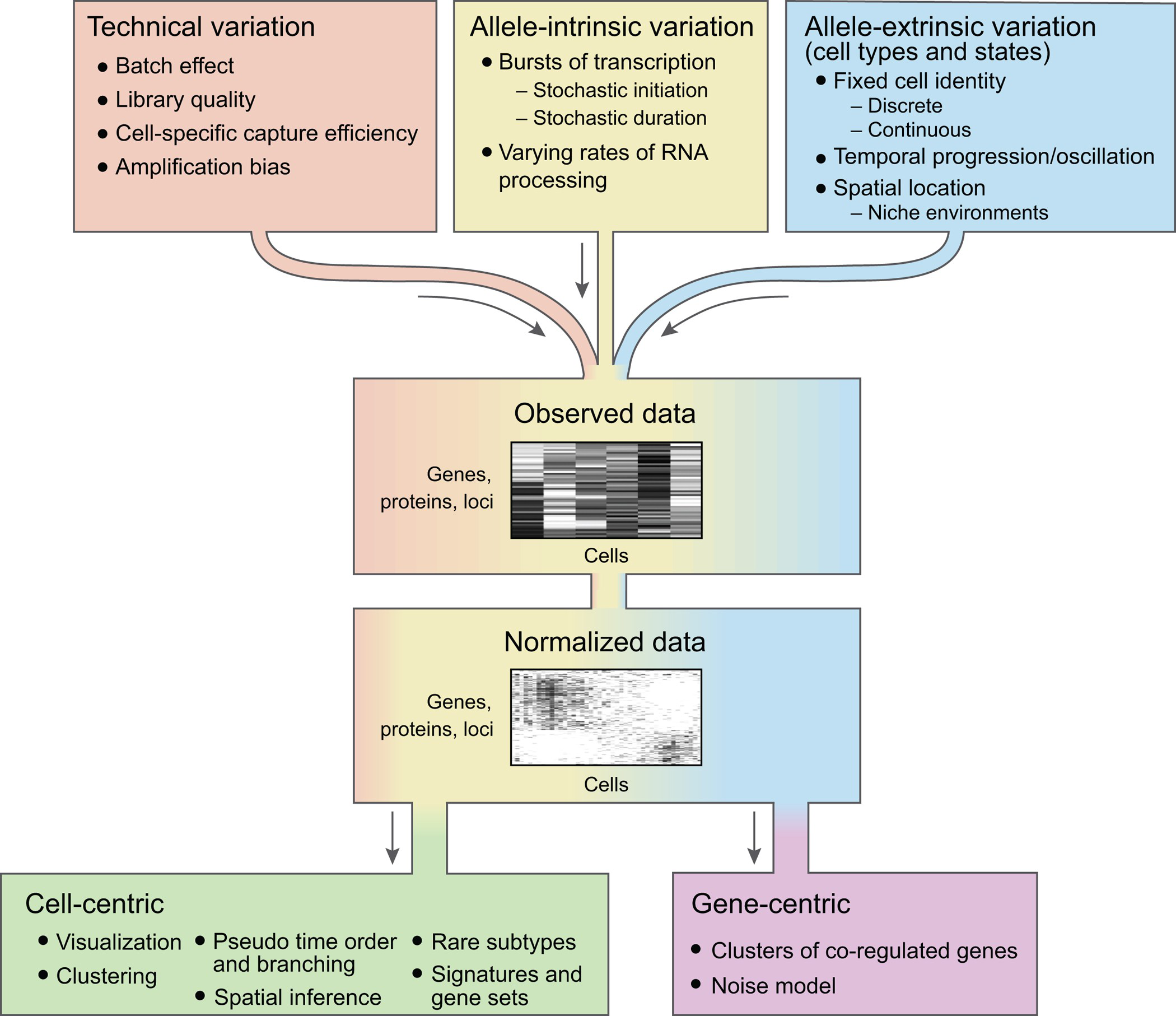 Biological and technical factors combine to determine the measured genomic profiles of single cells.