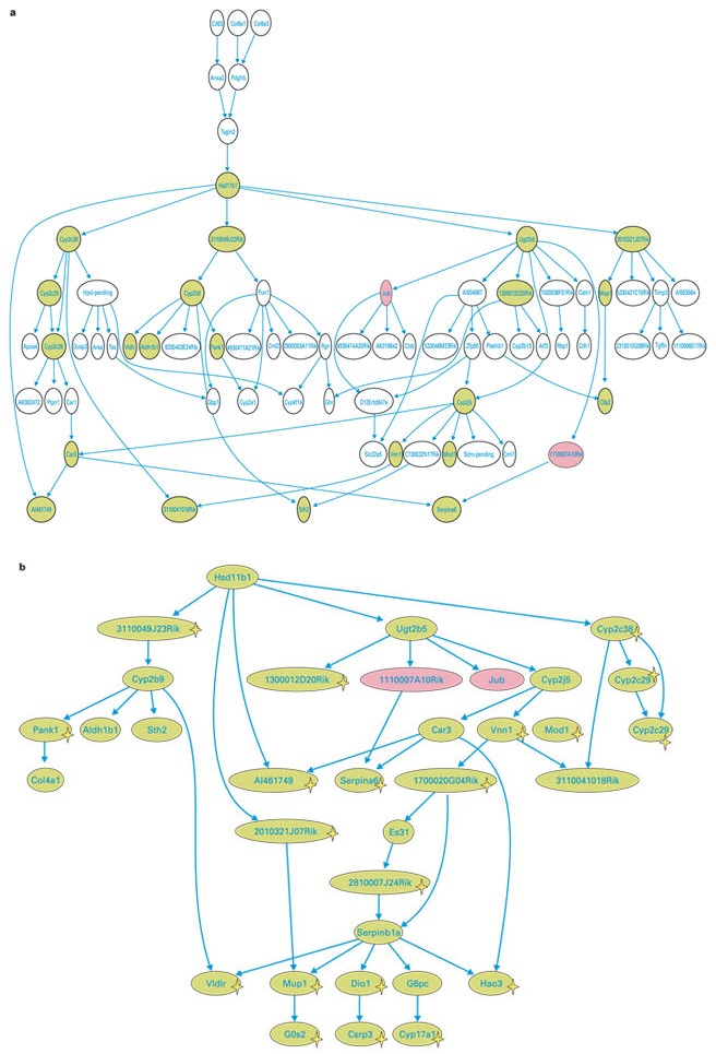 Sub-networks associated with Hsd11b1