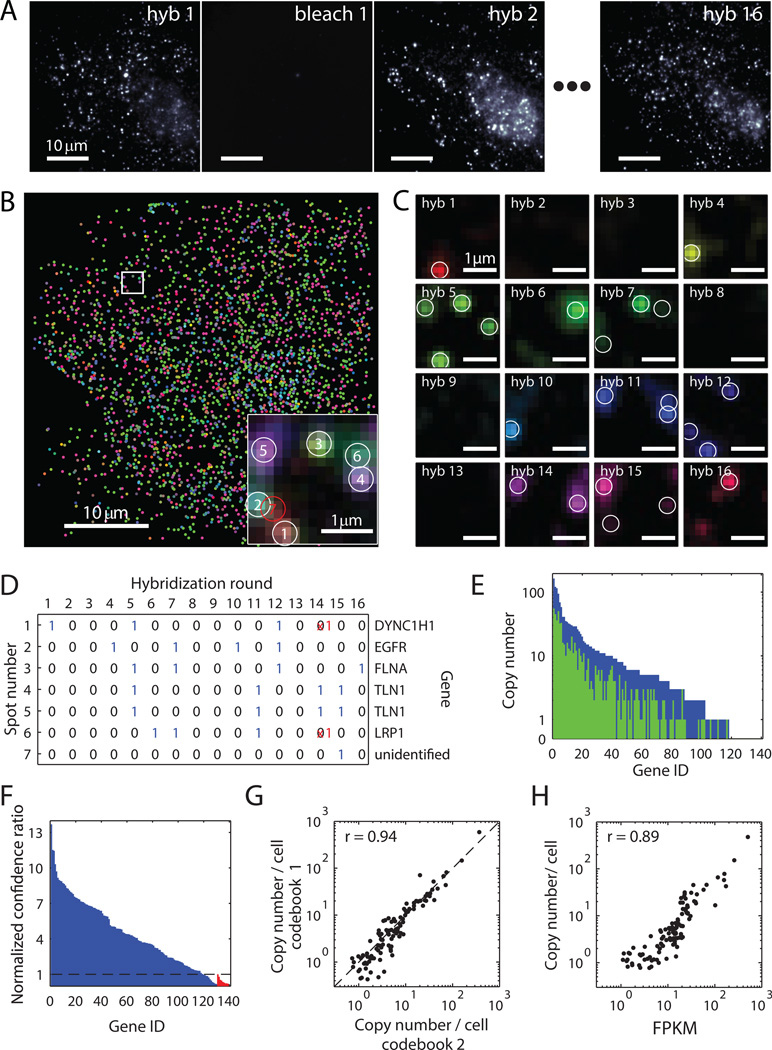 Simultaneous measurement of 140 RNA species